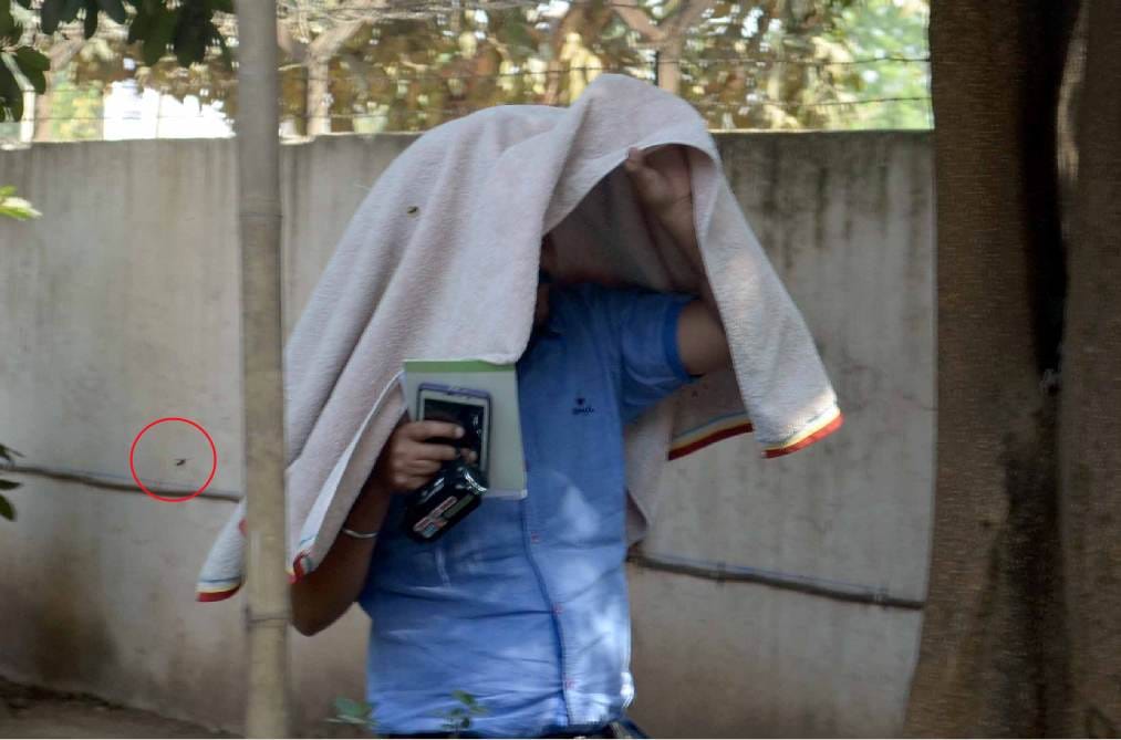 Bees attack on SSP conference, 8 injured