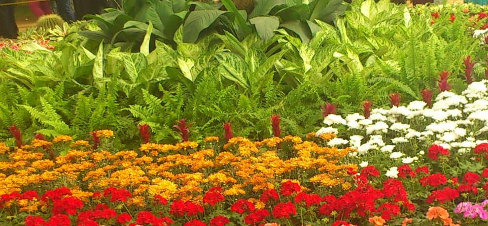 flower show in palawal from 13 march