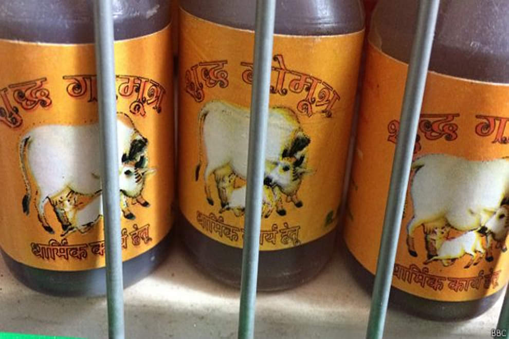 know cow related best astro and vastu tips for good luck