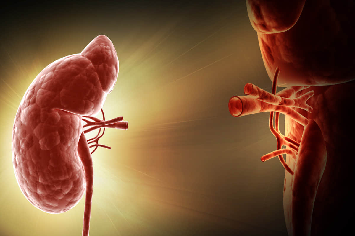 you should know these 10 important things about kidney