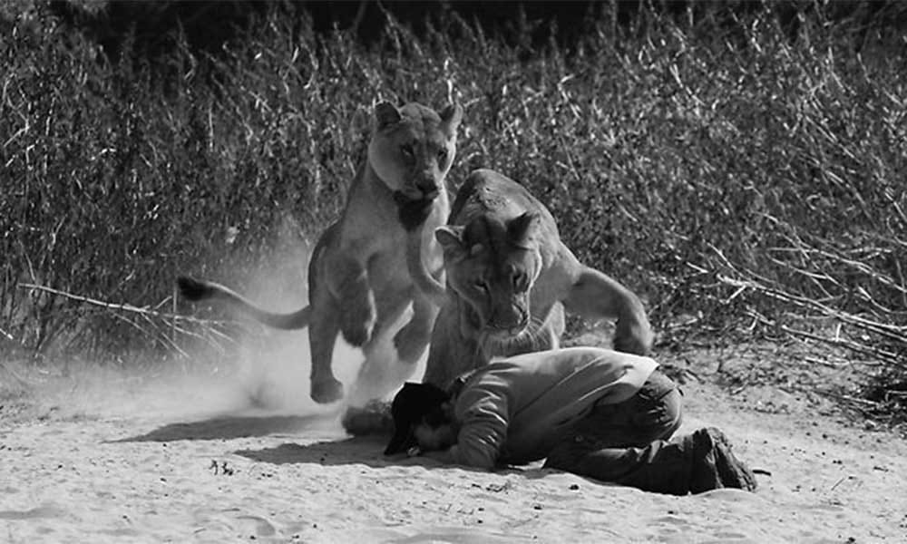 Lions attacked prophet in zion christian church
