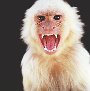 monkey bite, women municipal hoop