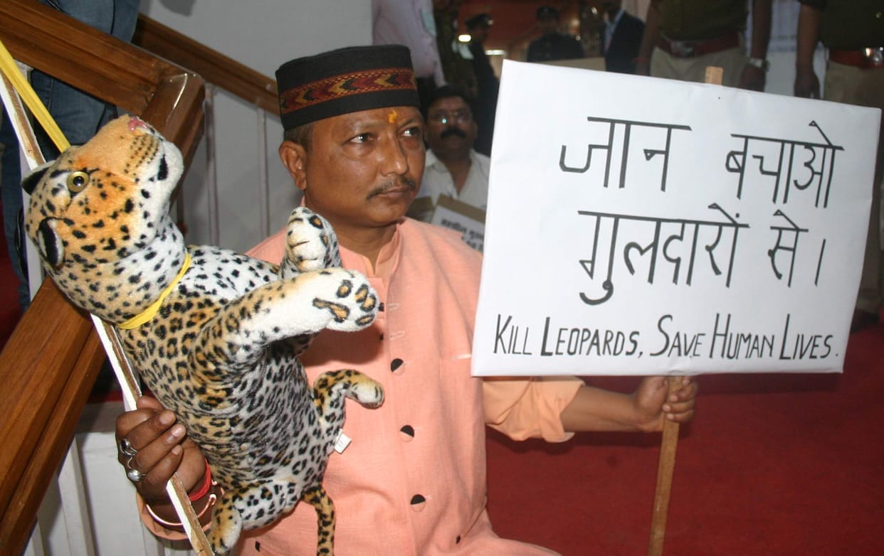 MLA on protest to safety from leopard.