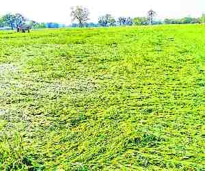 Wheat and mustard crops from wind and rain damage