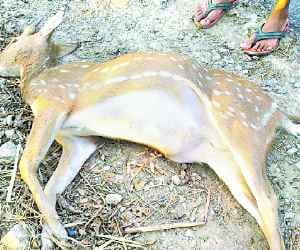 How dead deer accident