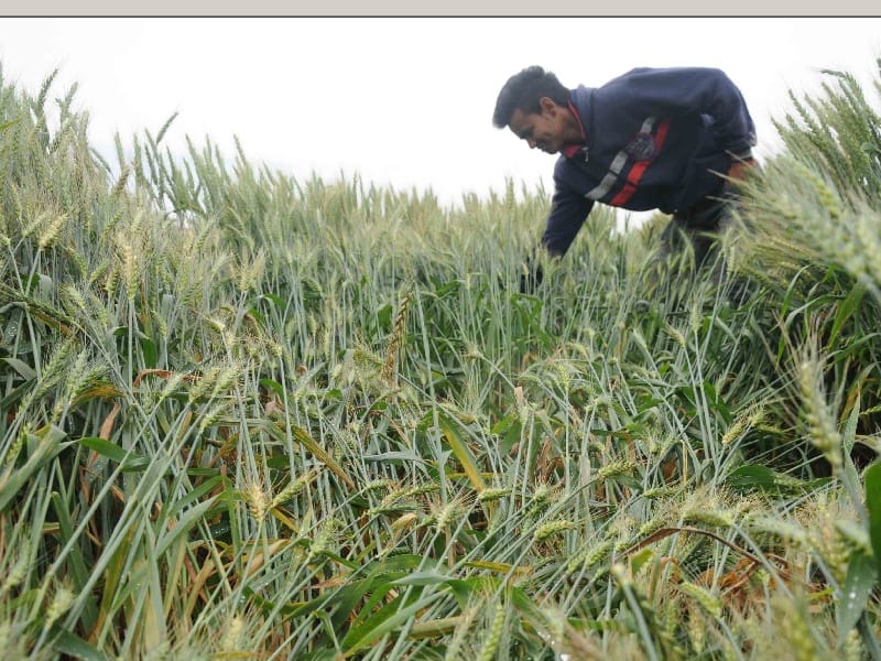 rain ludhiana, crop destroy ludhiana, bad weather ludhiana