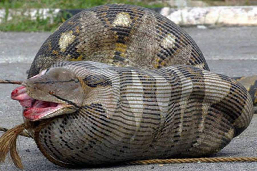 pythons who swallow more than they can chew