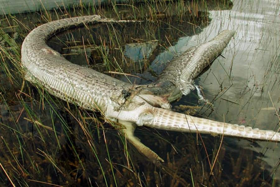 pythons who swallow more than they can chew