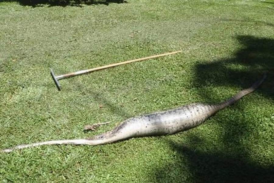 pythons who swallow more than they can chew