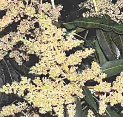 mango trees are affected by rain