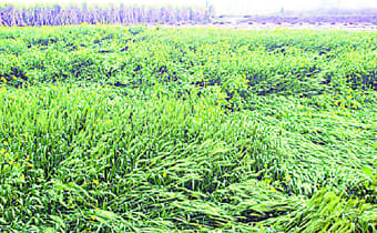 Change of season crops Bigadhi health
