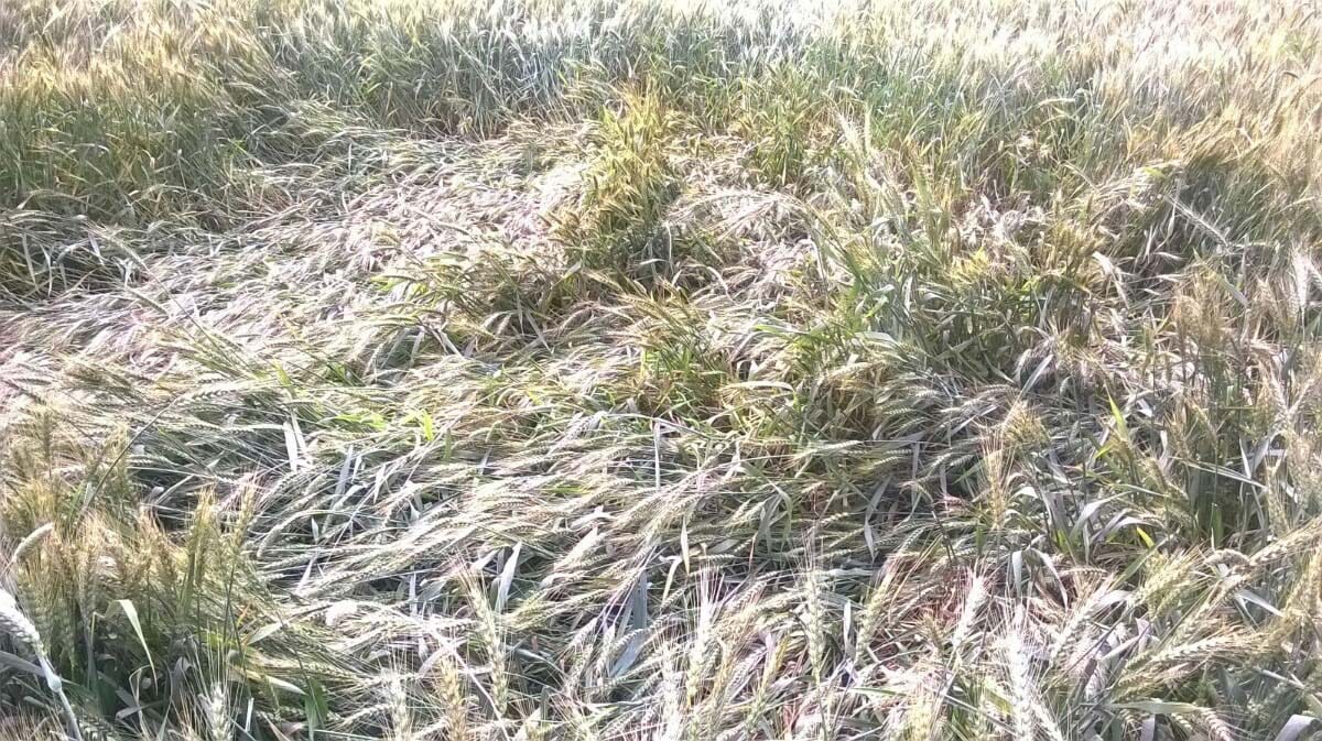 Rain turned the water on farmers' aspirations