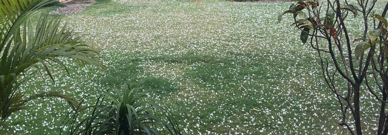 Hail and rain damage to crops