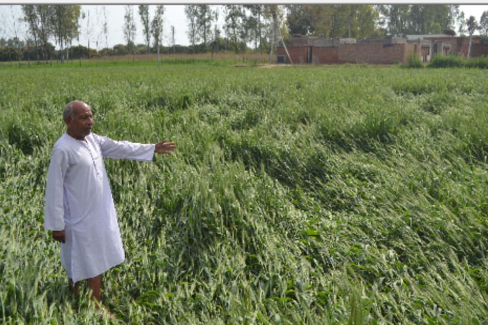 Weather destroy 25 pc crops in western and 30 pc in eastern UP