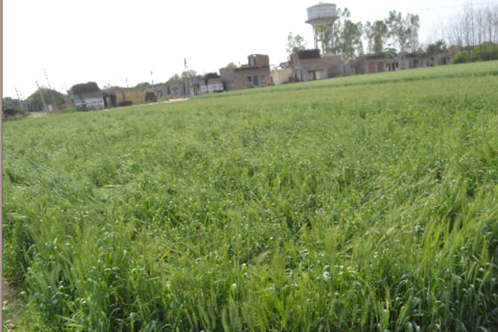 Rain destroy crops in North India