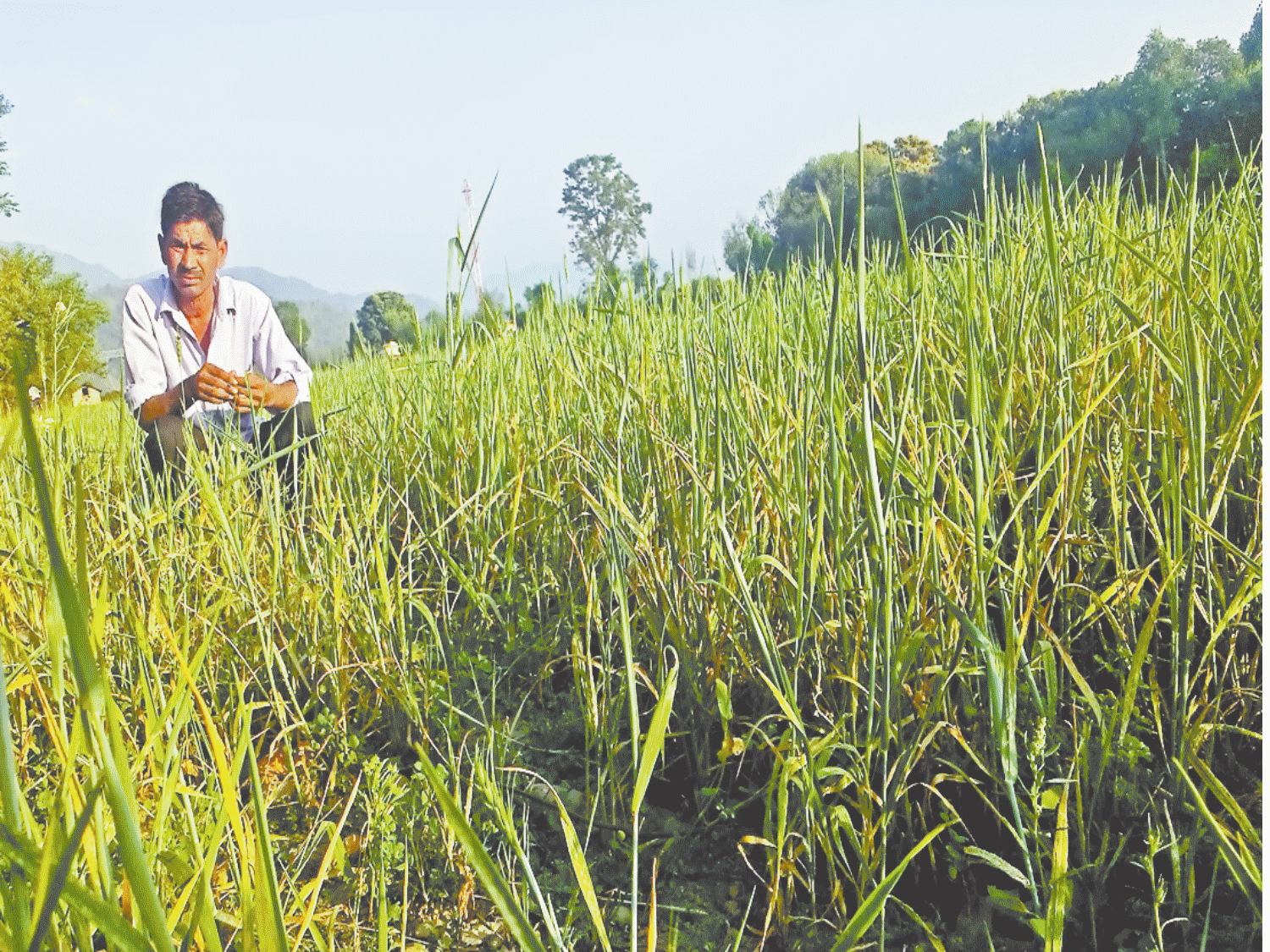 proverbs of great poet Ghagh are guide for farmers.