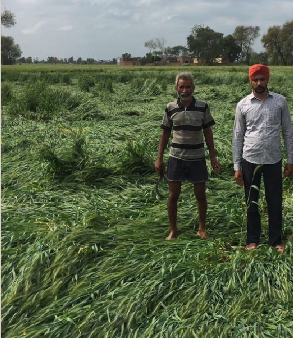 heavy rain in jalalabad, field loss in Jalalabad, Ferozepur, jalandhar