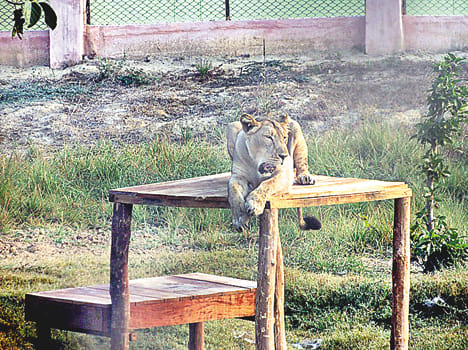 Lion Safari now focus on breeding
