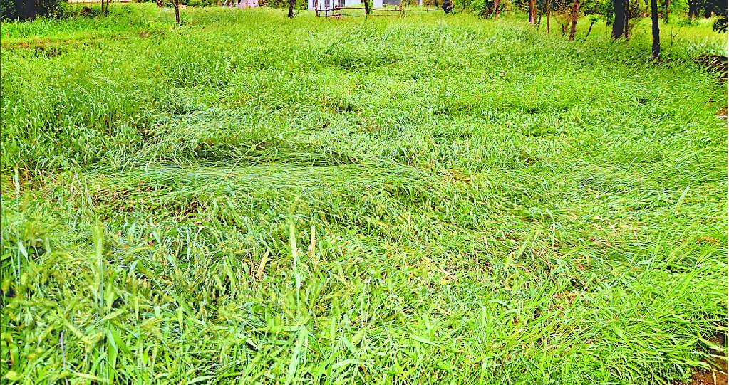 Uttarakhand weather: Heavy Hail Storm and rainfall destroy crops, One Boy Killed