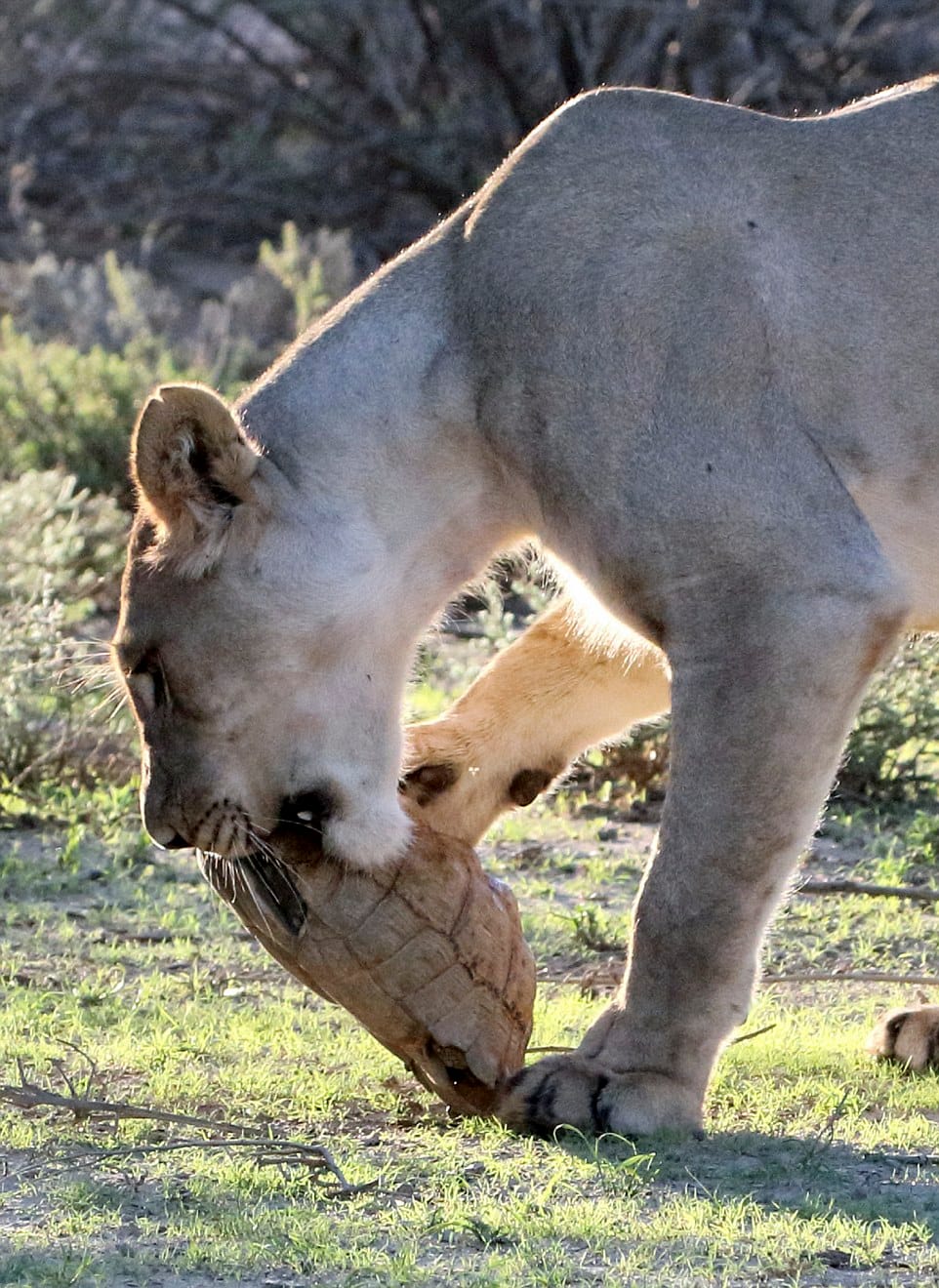 tortoise makes fool of lions, saves his life