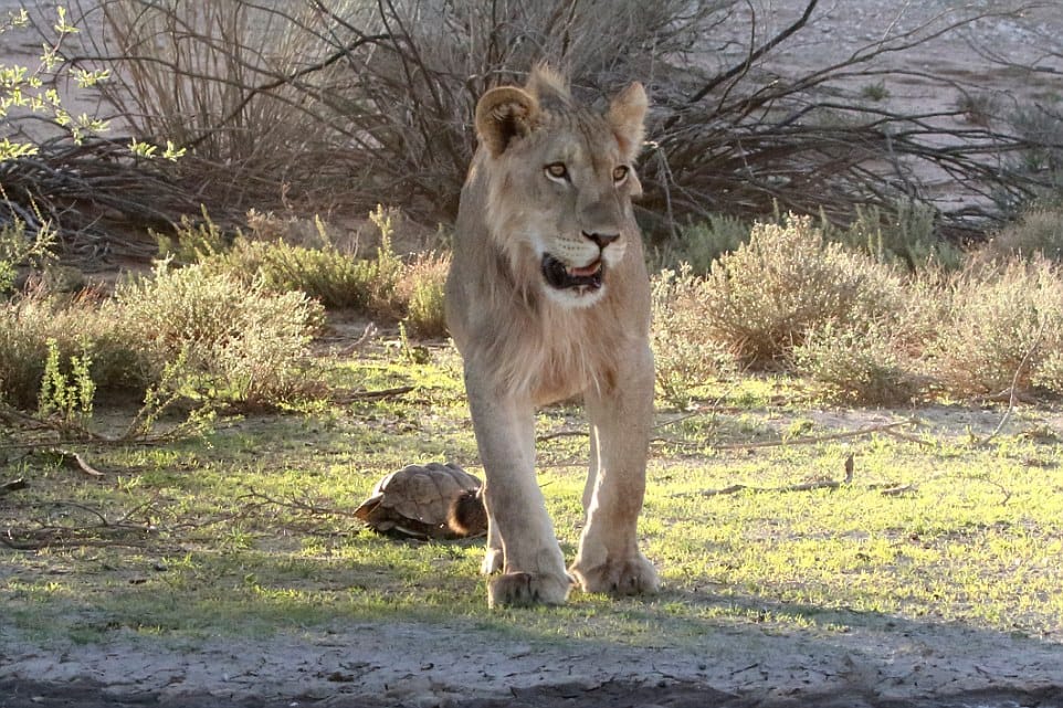 tortoise makes fool of lions, saves his life