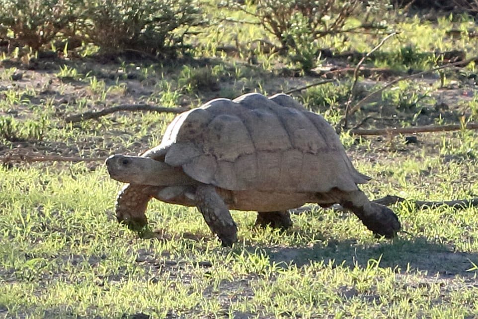 tortoise makes fool of lions, saves his life