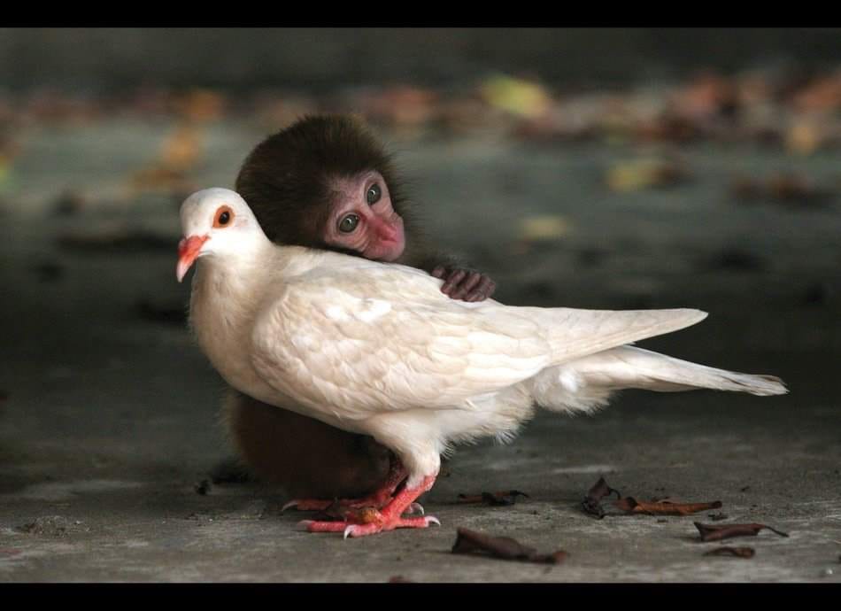 unlikely animal friendship