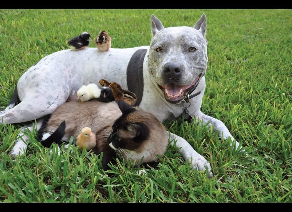 unlikely animal friendship