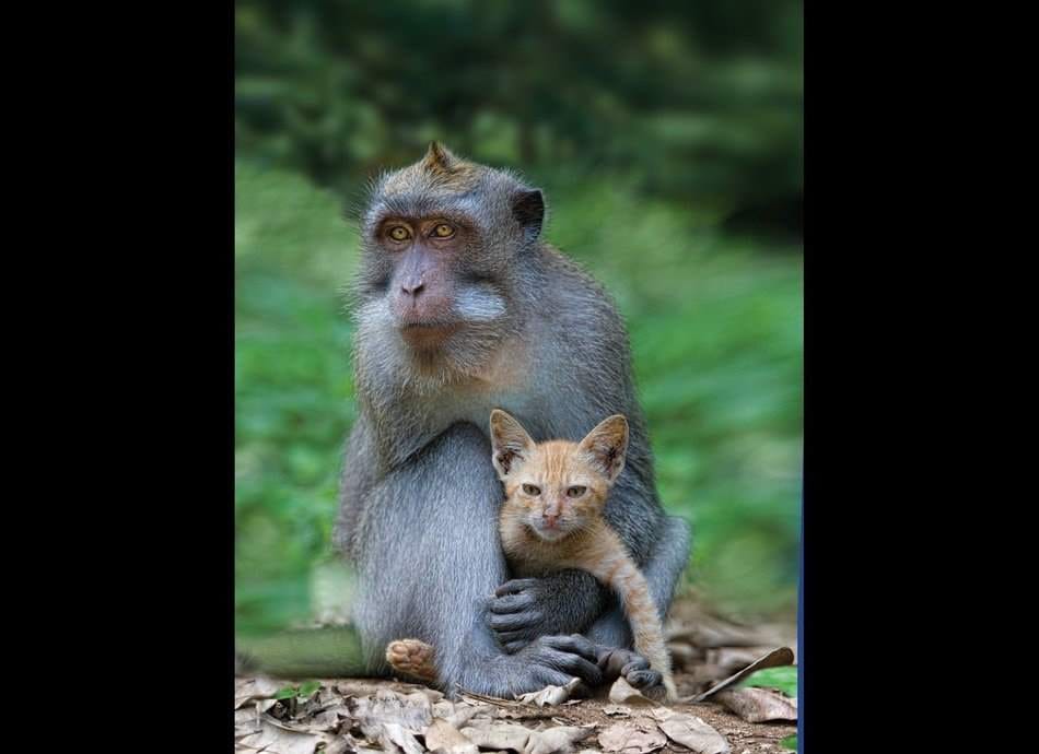 unlikely animal friendship
