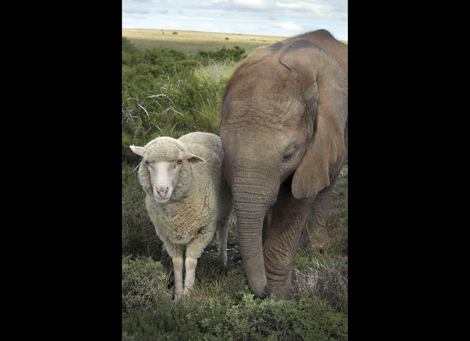unlikely animal friendship