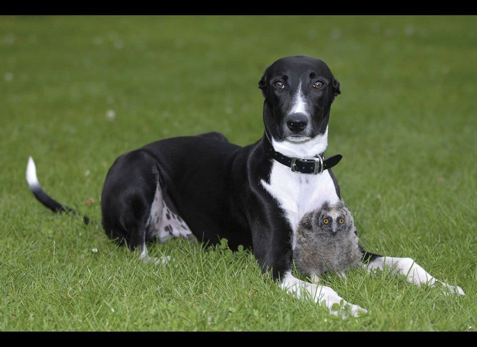 silani will have modern animal hospital