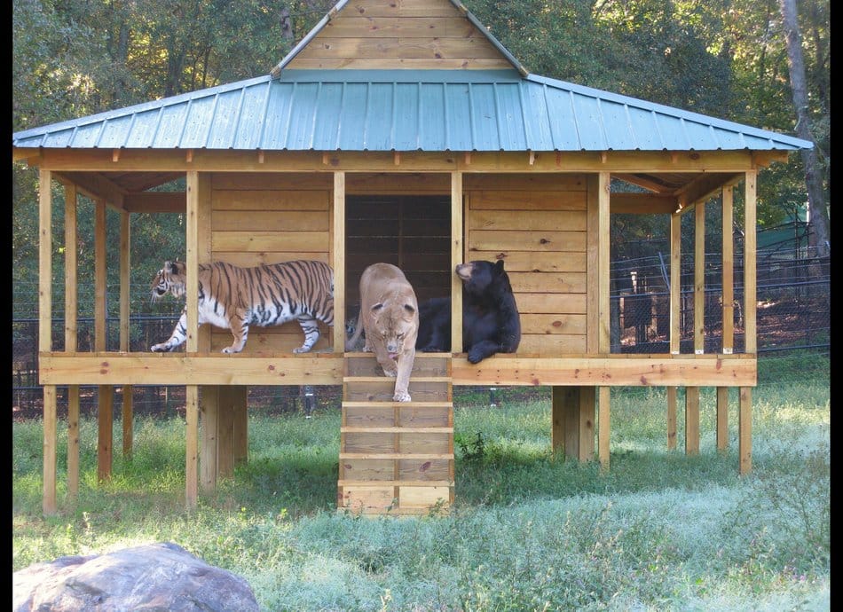 shelter home for animals.