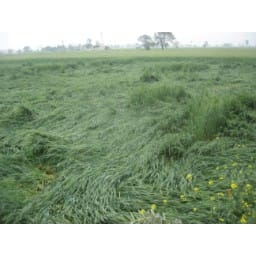 rain, hail storm, karnal, haryana, wheat crop