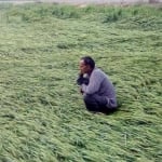 फसल
