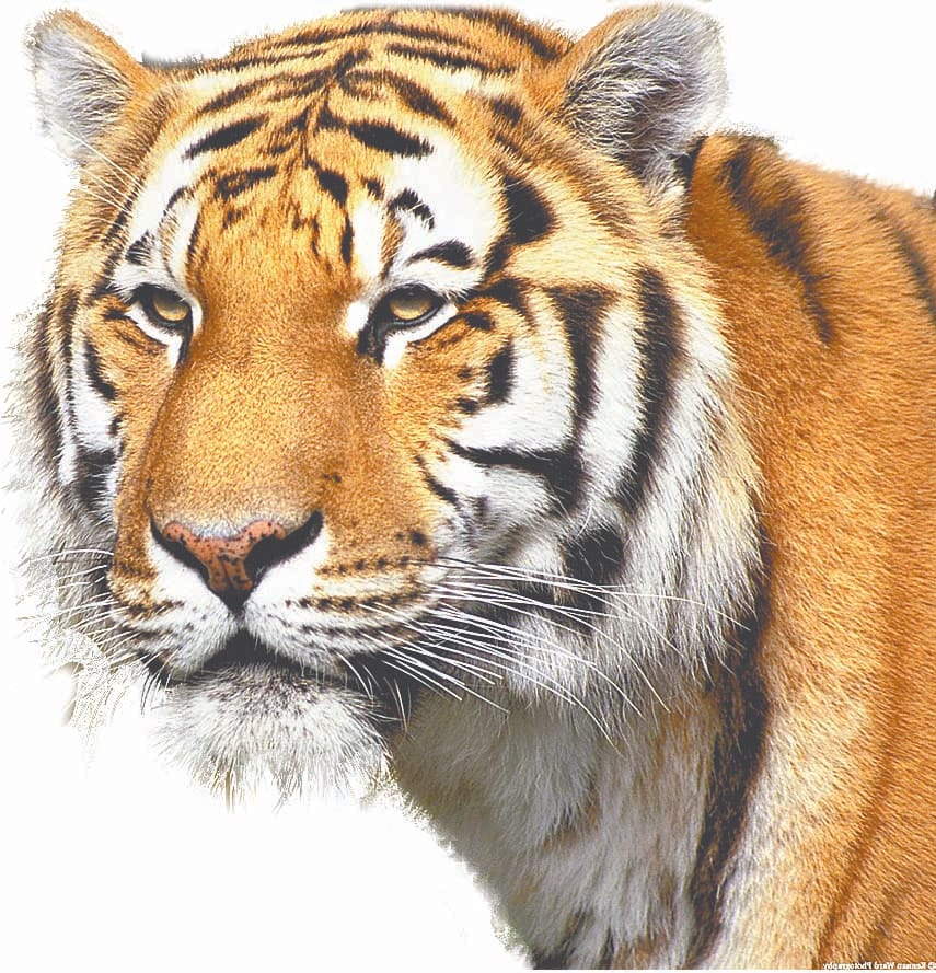 Start sugarcane season, increase risk of tiger attack