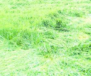 Rain with strong wind, crops unfolding