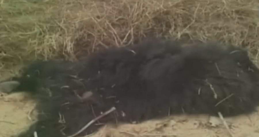 खुंखार भालू