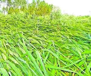 Weather patterns instead , have ruined Crops