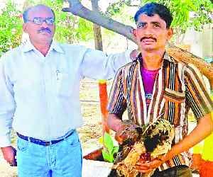 Hunters killed four peacock