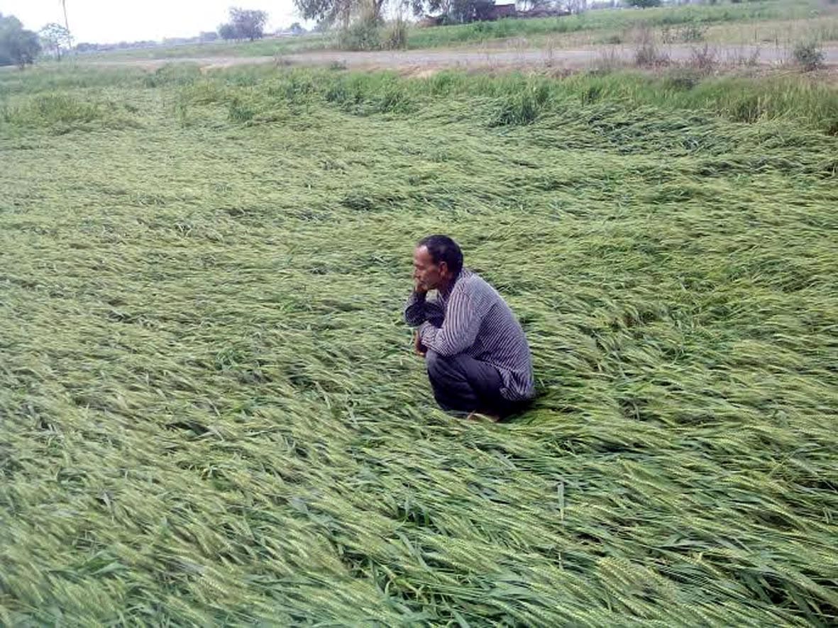 crop of wheat spoiled due to rain