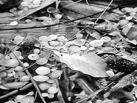 The rain and hail destroyed crops