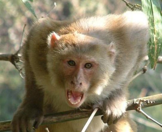 monkey creates chaos in igmc shimla