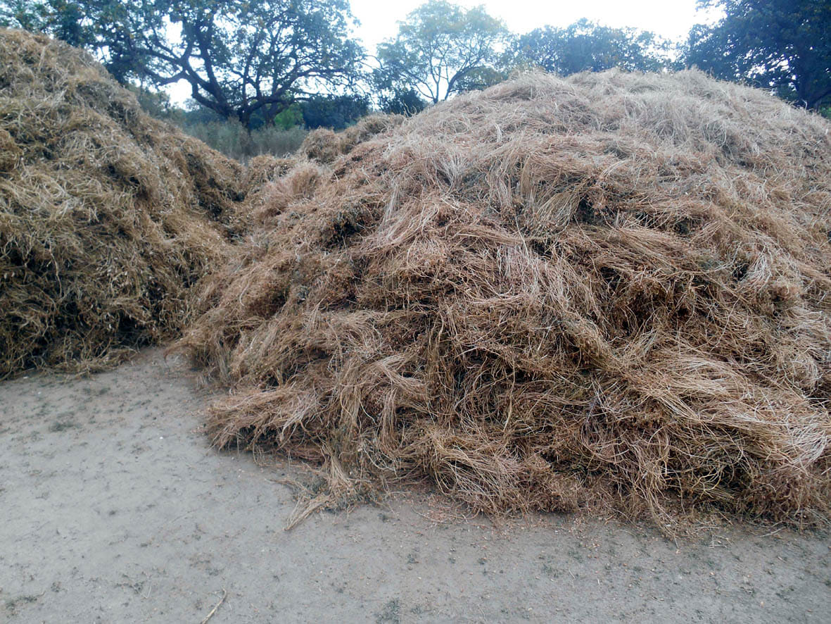 wheat, pucrchasing start on 1st april in mohali