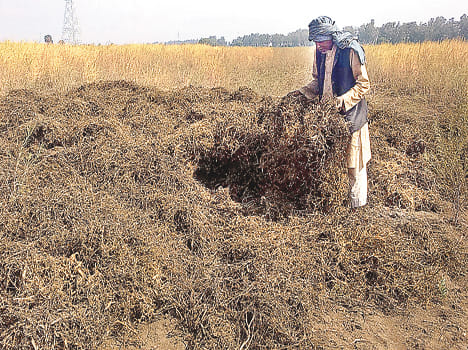 After the devastation of drought, unseasonal rain