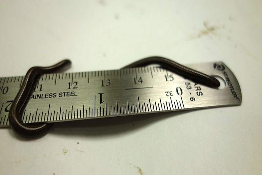 smallest animals ever recorded