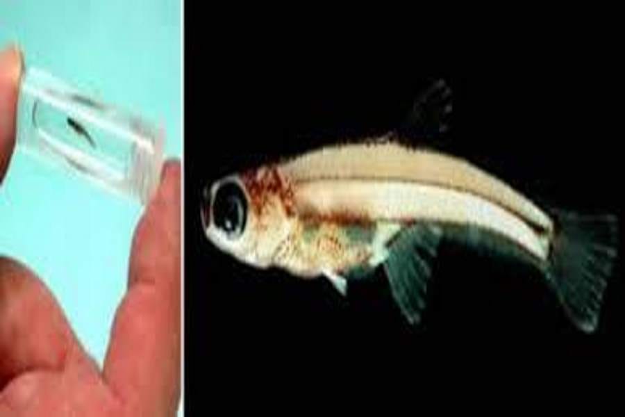 smallest animals ever recorded