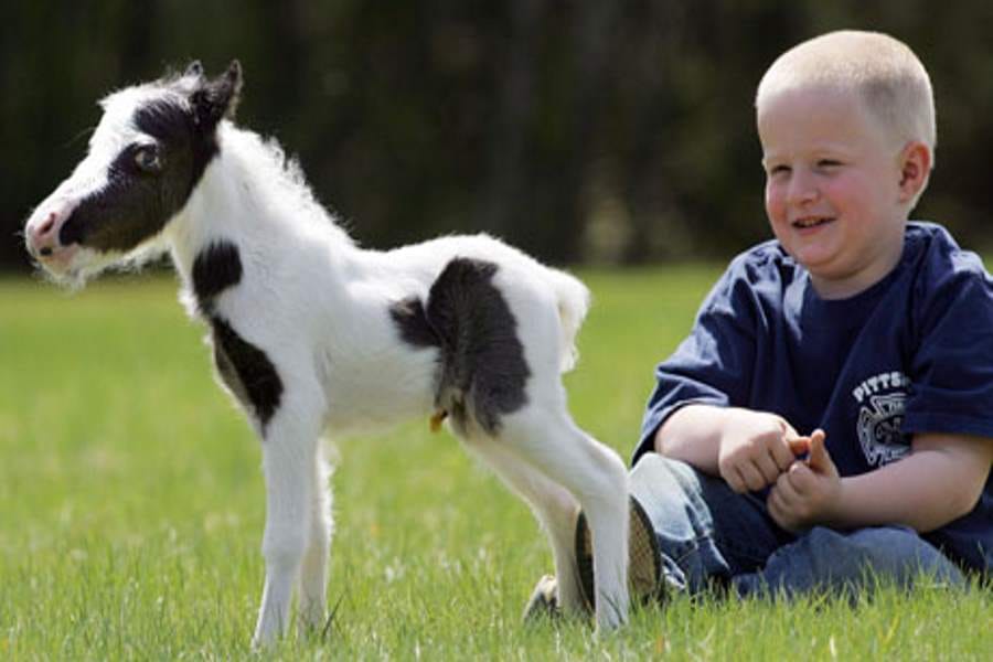 smallest animals ever recorded