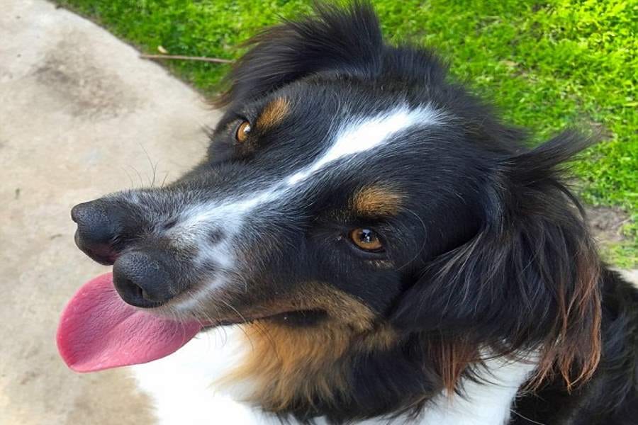 Two Noses Dog Found in Los Angeles