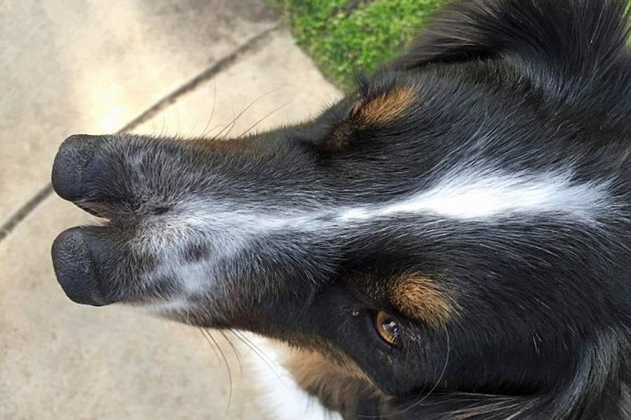 Two Noses Dog Found in Los Angeles