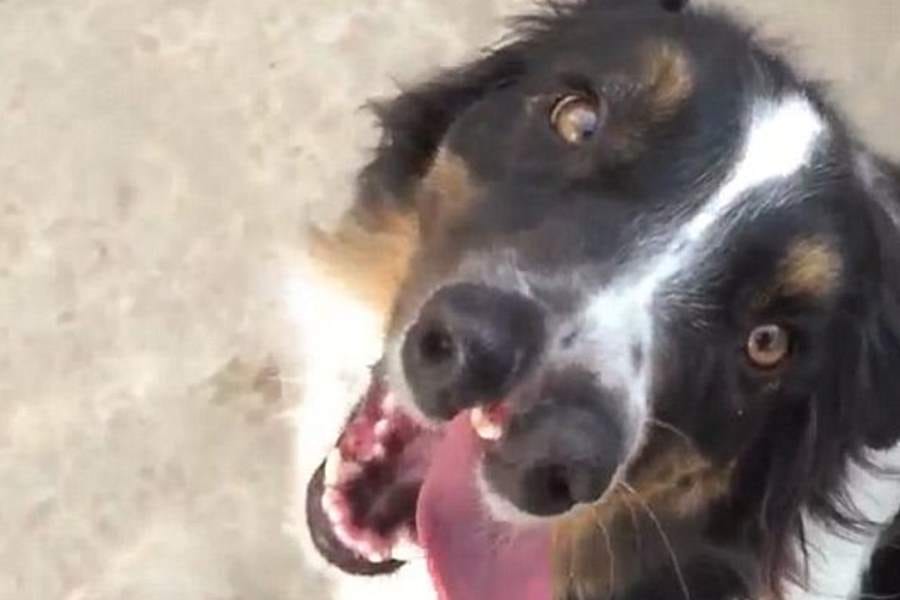 six person bite by street dog